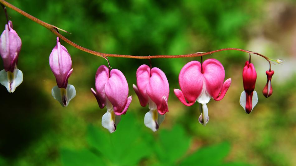 Nature Flowers Plants