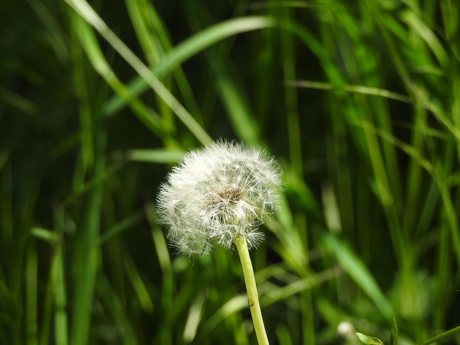 Dandelion Spring Summer Grass