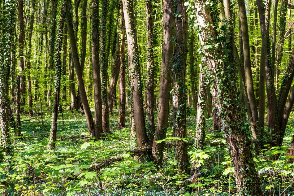 Wood Nature Landscape
