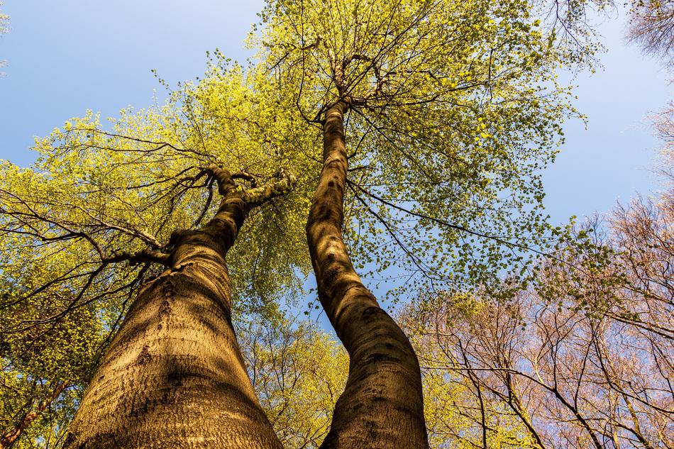 Tree Branch Wood