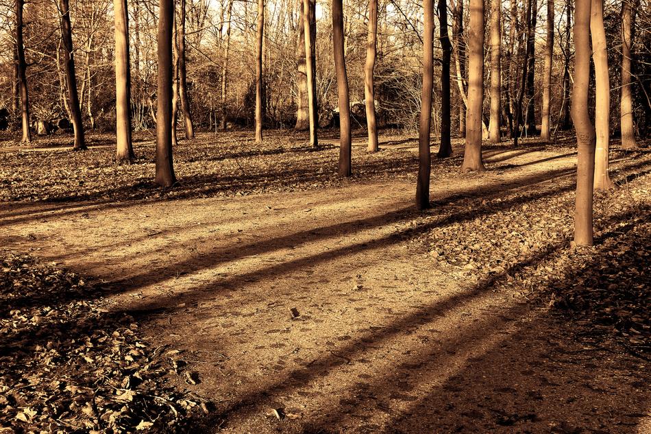 Forest Trees Sunlight