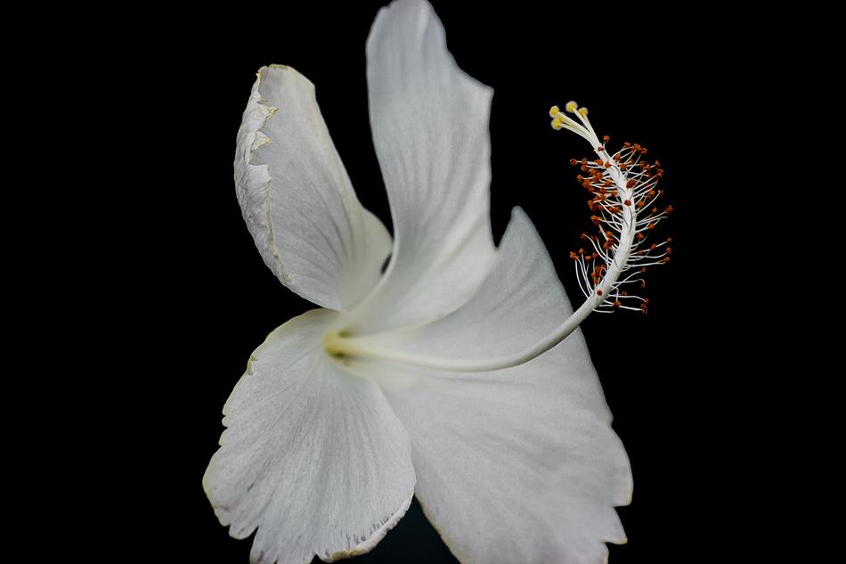 Nature Flower Desktop