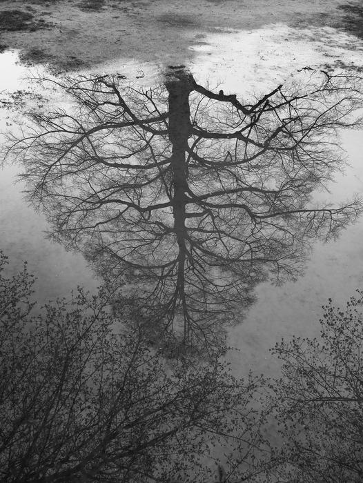 Tree Landscape Nature