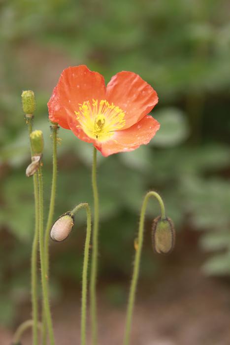 Flowers Nature Plants