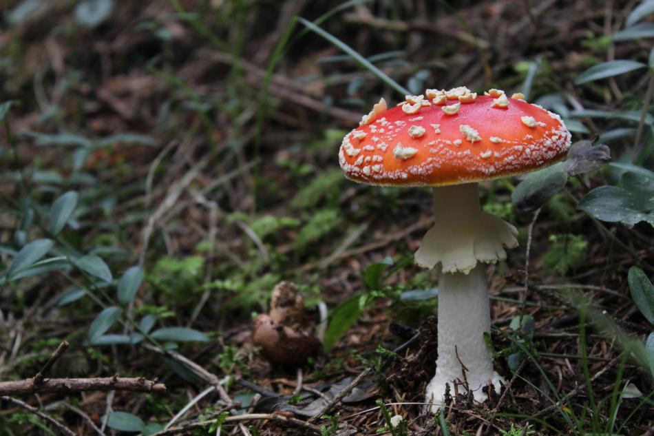 Nature Fungus Forest Tree