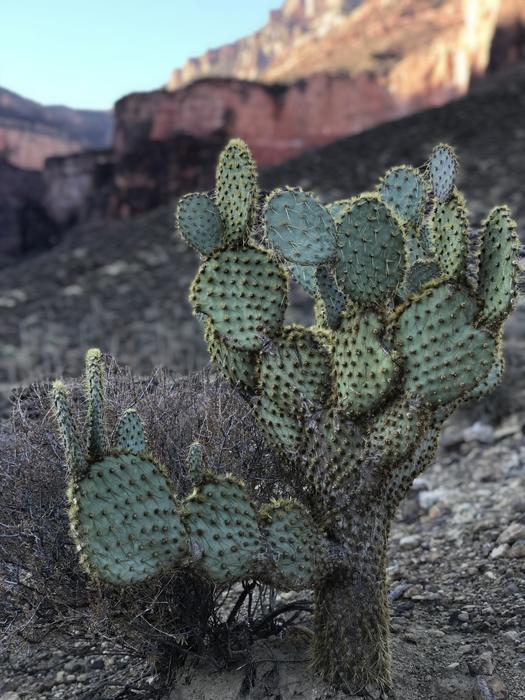 Cactus Desert Nature