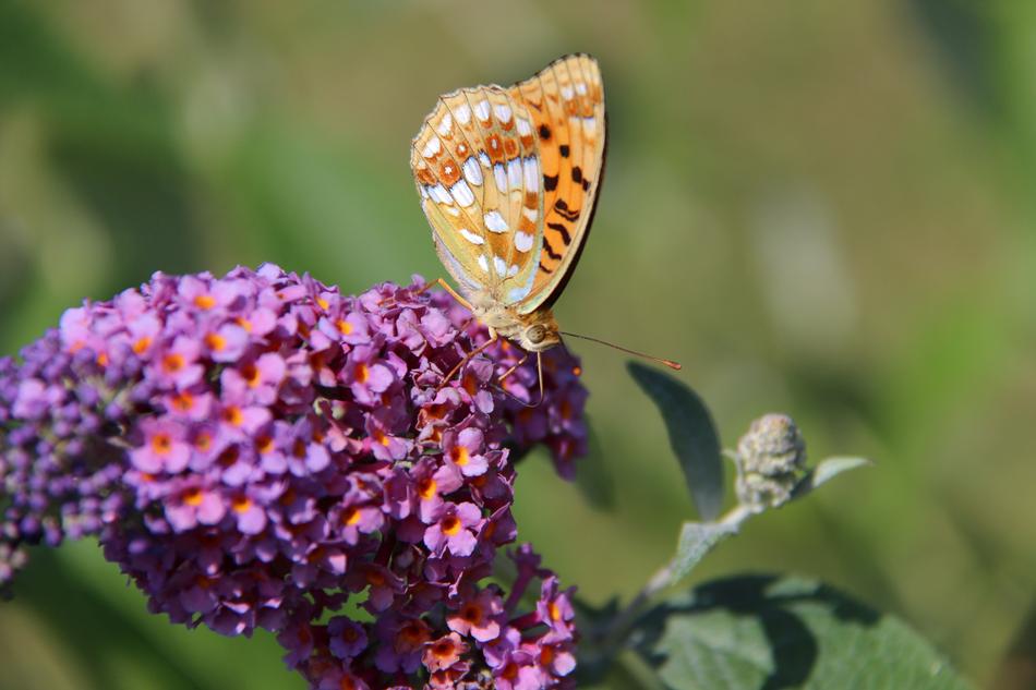 Butterfly Medium Mother-Of-Pearl
