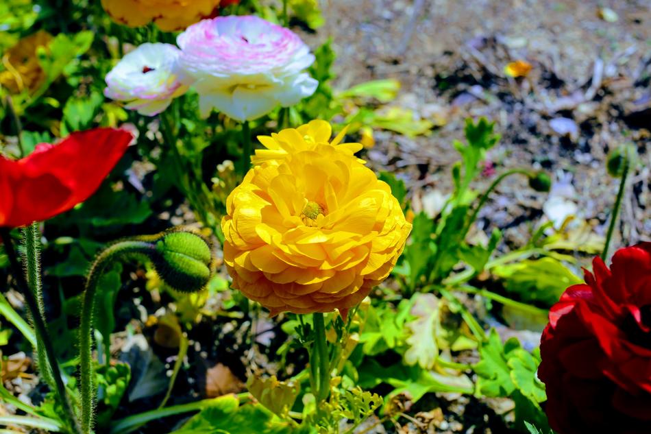 Flower Nature Flora