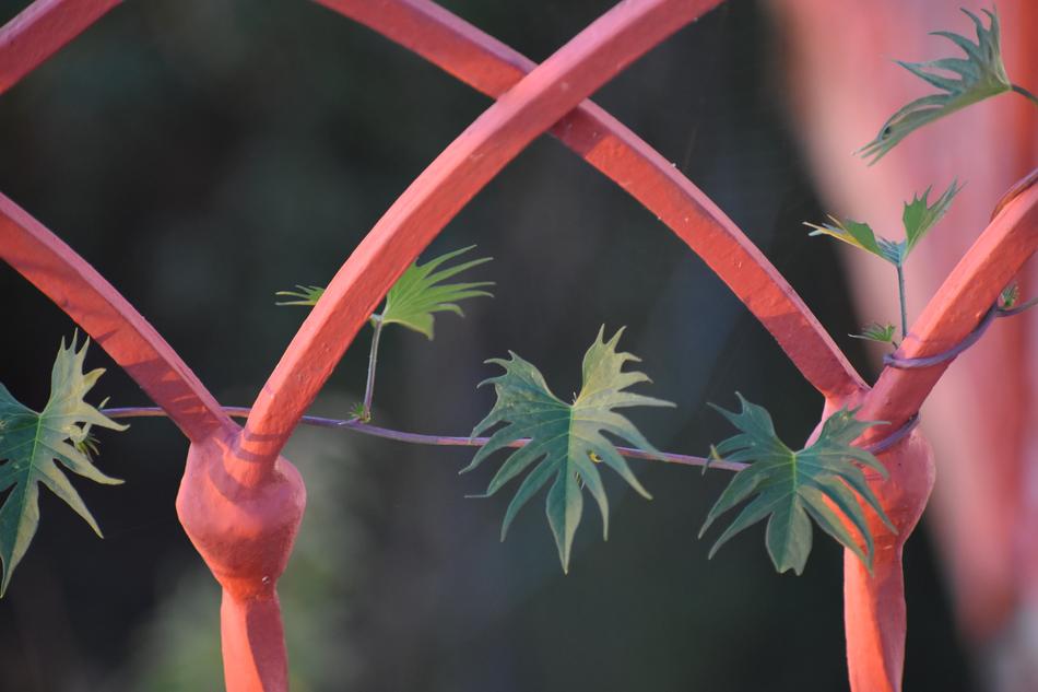 Plant Red Grille