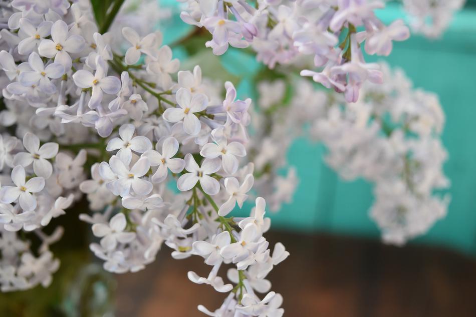 white flowers a lot on a green background