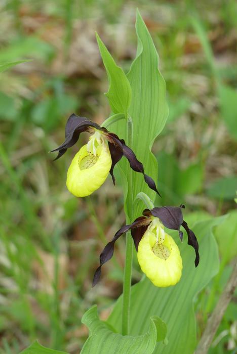 Orchid Bavaria Frauenschuh Venus