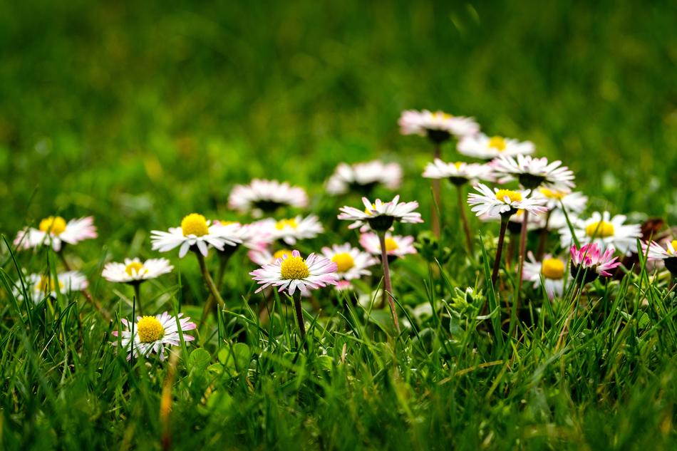 Nature Flower Meadow