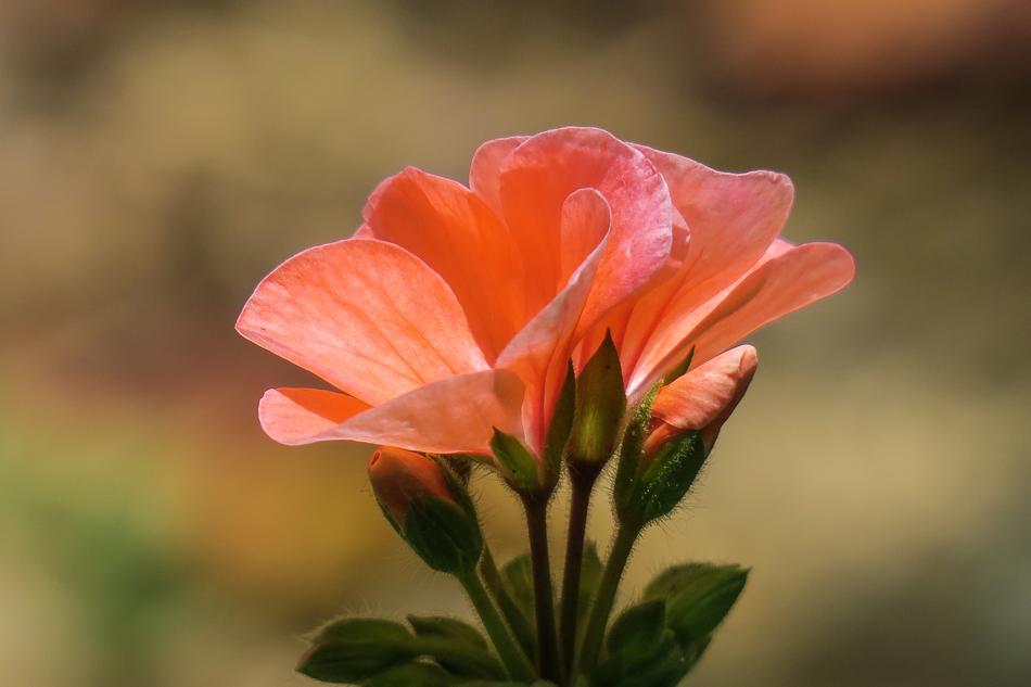 Flower Plant Nature