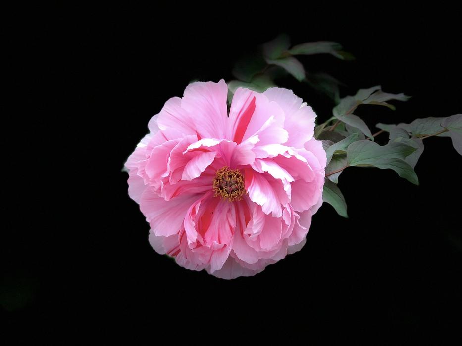 Flower Petal Plant