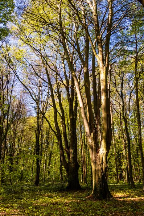 Tree Wood Nature
