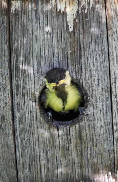 Tit Young