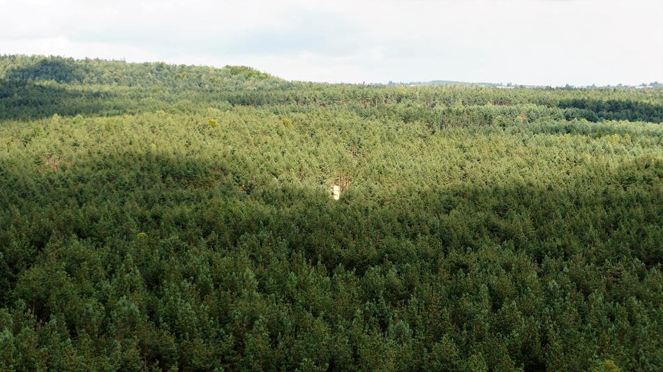 Forest View Landscape