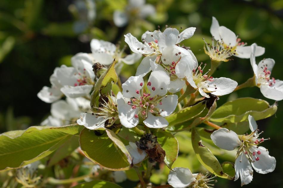 Flower Nature Plant