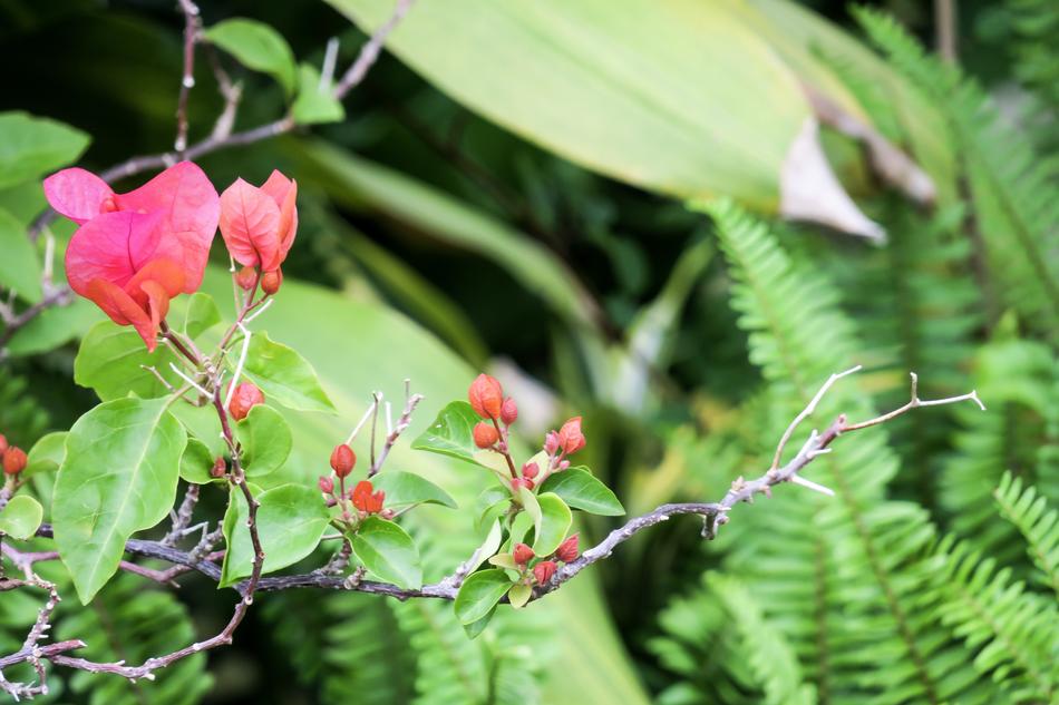 Nature Plant Leaf