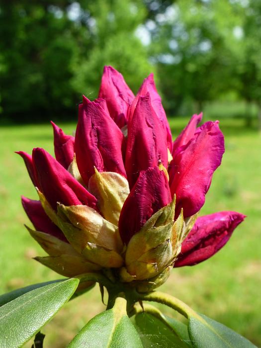 Blossom Bloom Knopse