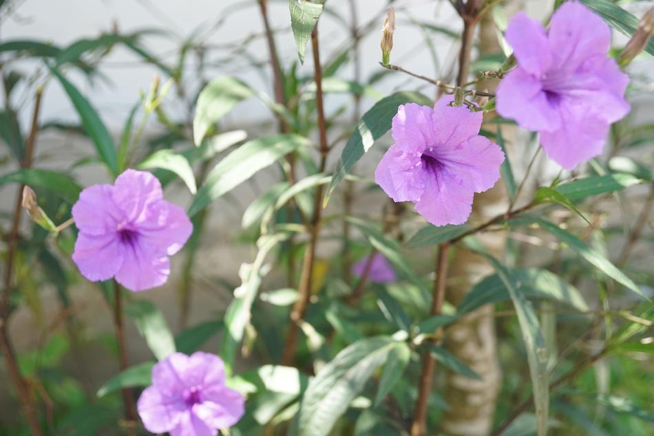 pink petunias in the garden