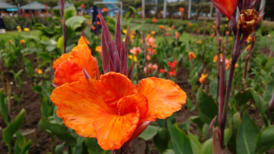 Flower