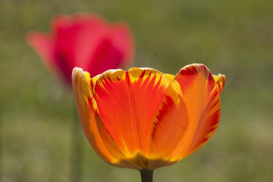 Tulip Lilies Spring