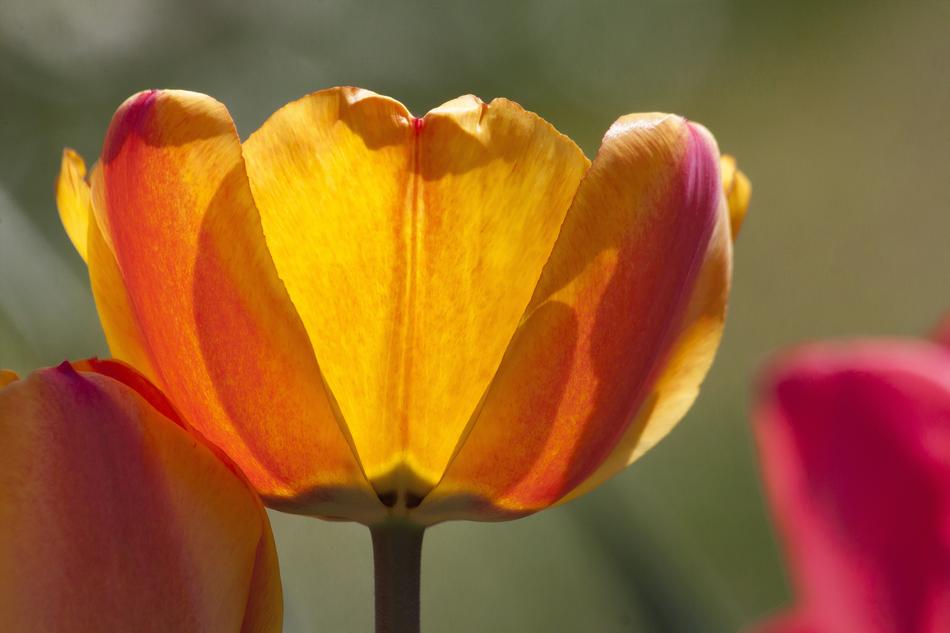 Tulip Lilies Spring