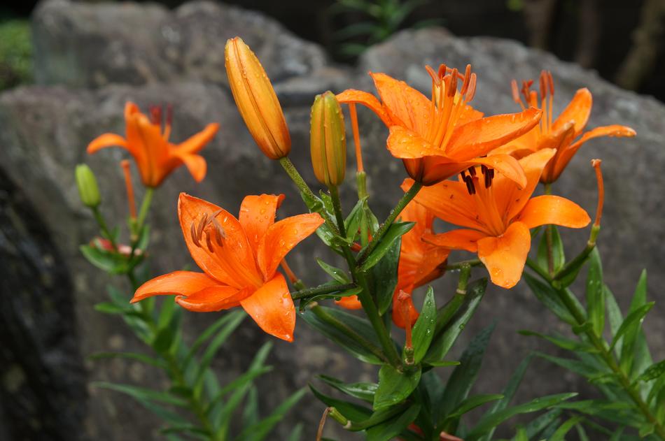 Natural Flowers Plant