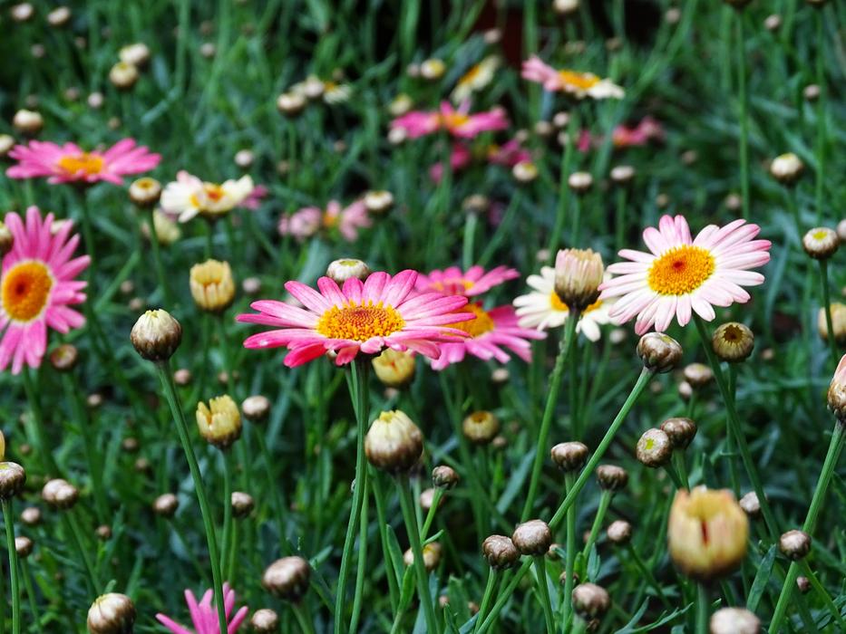 Plant Summer Flower