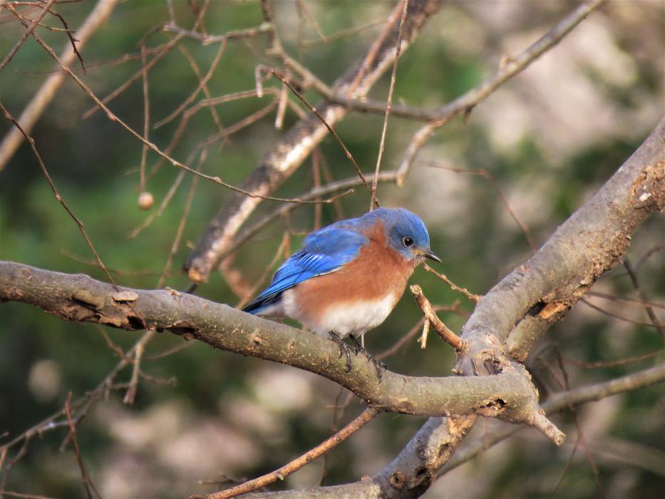 Nature Bird Wildlife