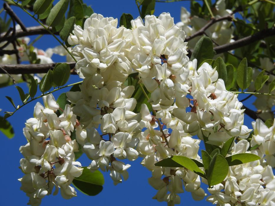 Blooming Acacia Spring