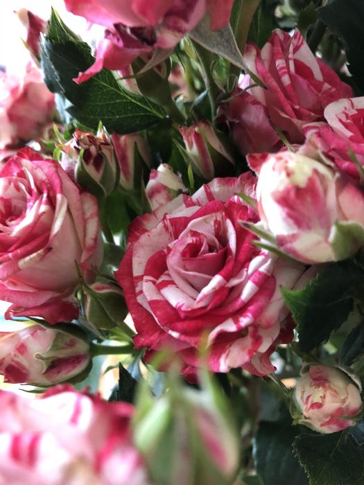 a beautiful bouquet of roses
