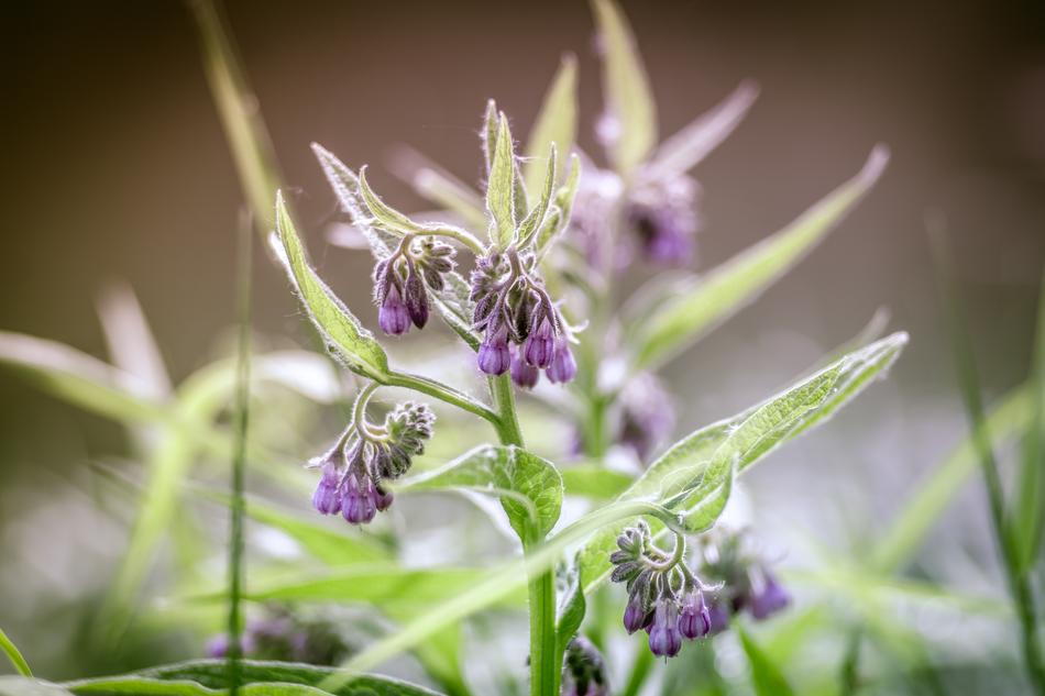 A Flower Of The Field Herb Bouquet