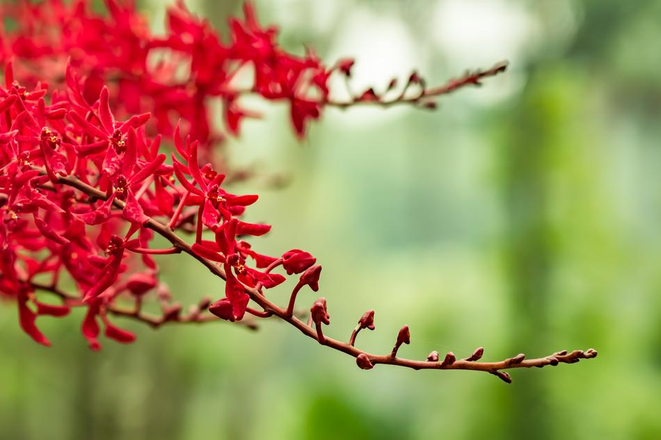 Nature Flora Flower