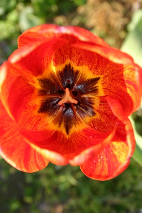 Nature Flower Plant