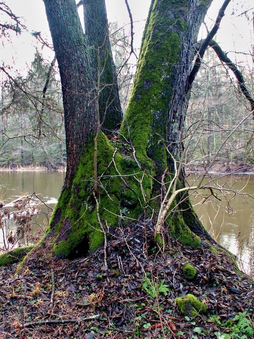 green moss on a log by the lake