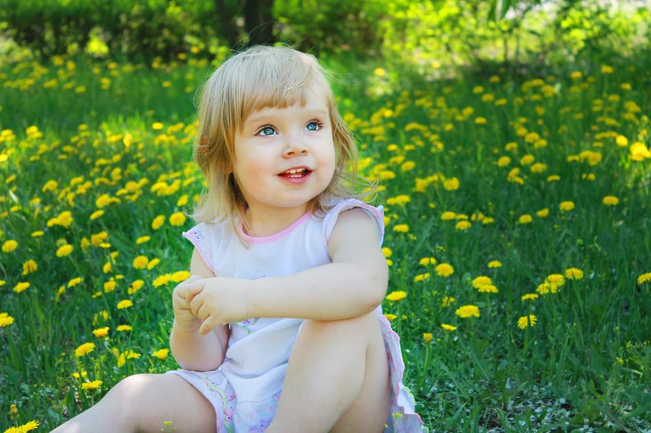 Summer Dandelion Flower