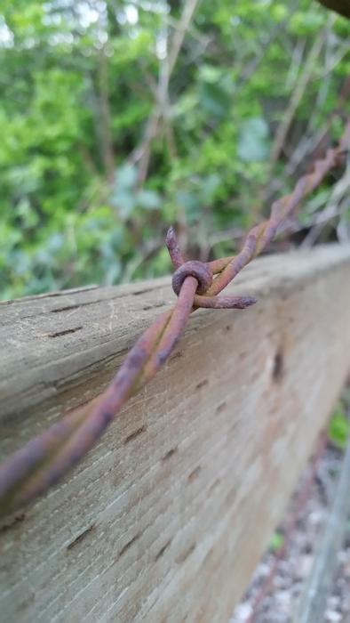 Nature Wood Wildlife