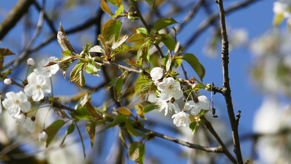 Tree Branch Flower