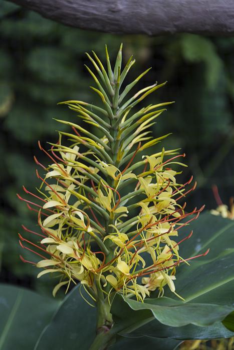 Ginger Nature Yellow