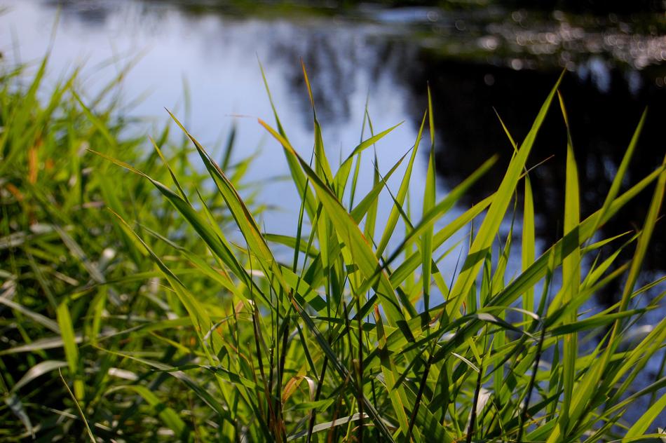 Grass Nature Growth