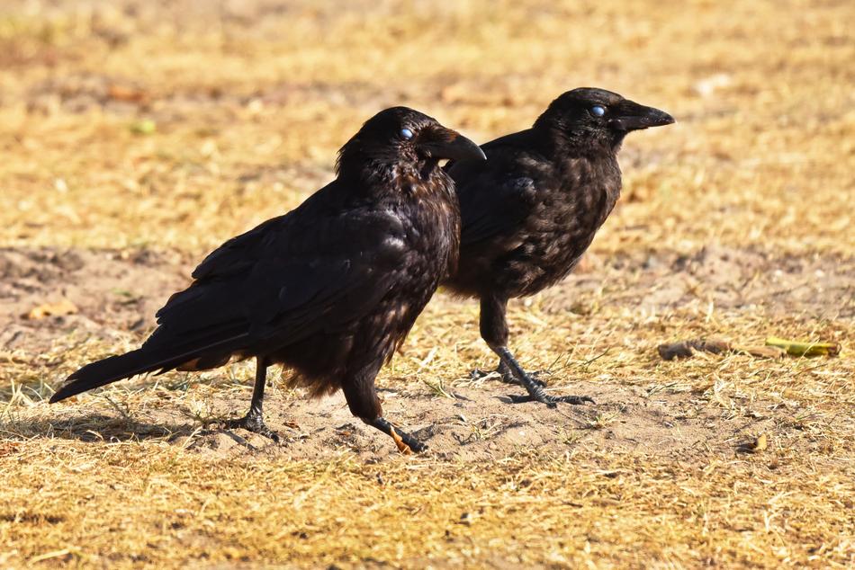 Crow Bird Animal