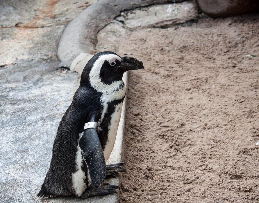 wild Humboldt Penguin Bird
