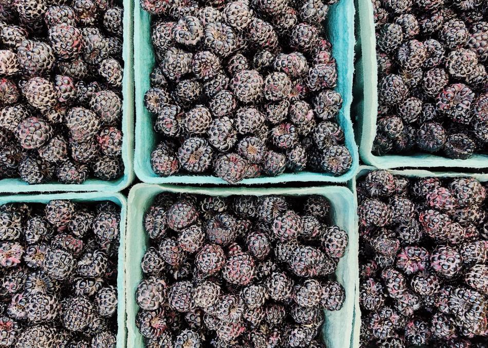 summer berry harvest