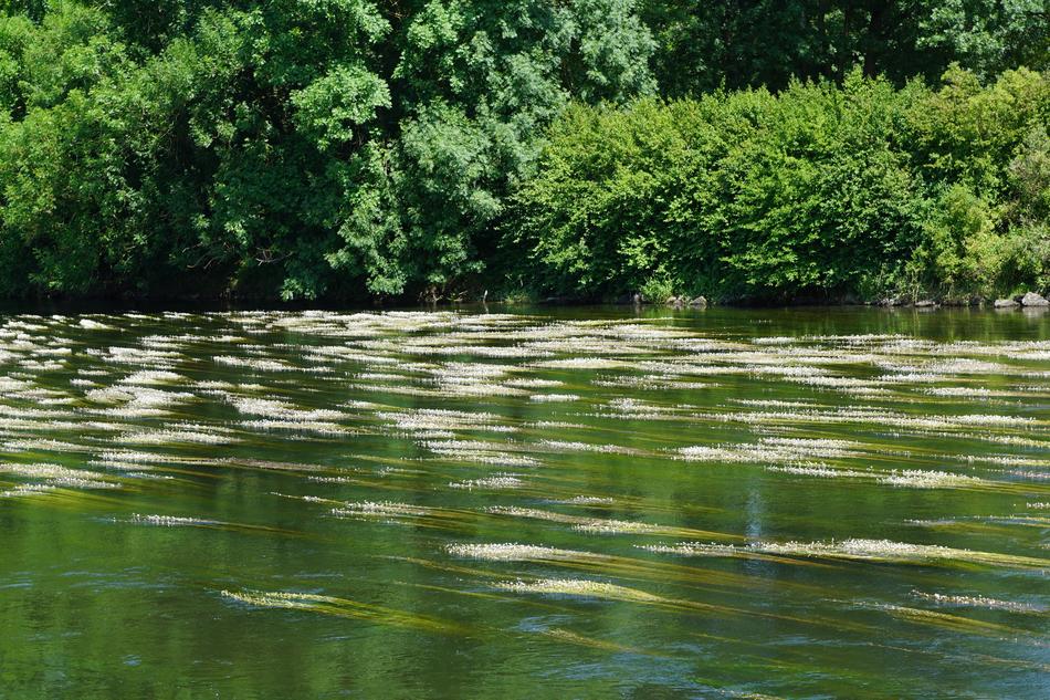 Danube Ehingen Ulm