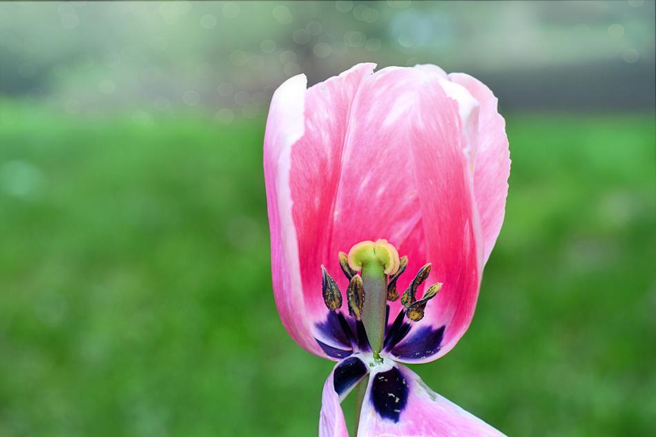 Tulip Center Pink
