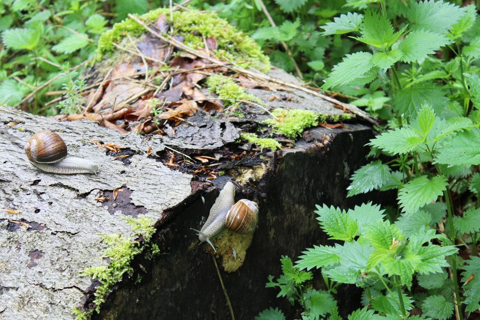 snails on a wet rock