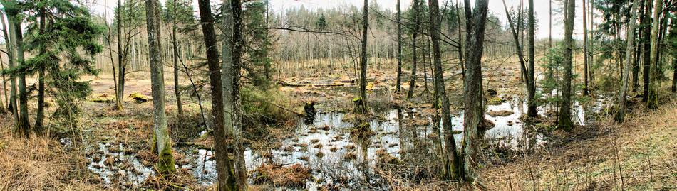 Nature Tree Panoramic