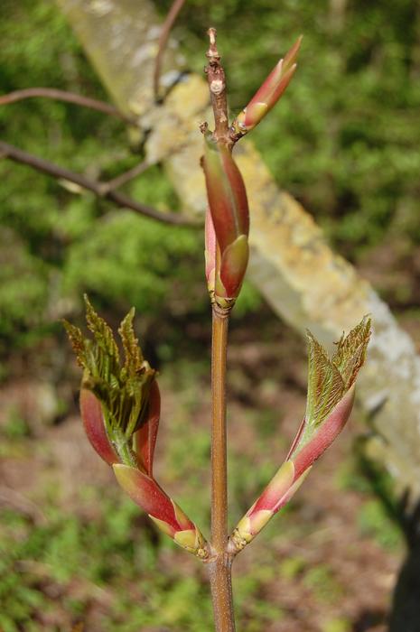 Nature Leaf Plant